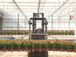 Jak przygotować kwiaty do transportu?